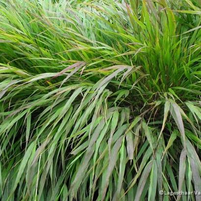 Hakonechloa macra