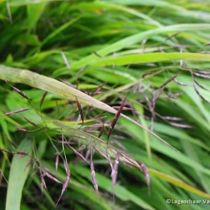 Hakonechloa macra