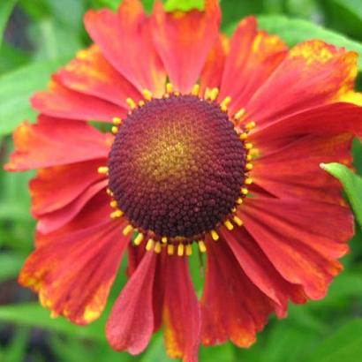 Helenium 'Flammendes Kaetchen'