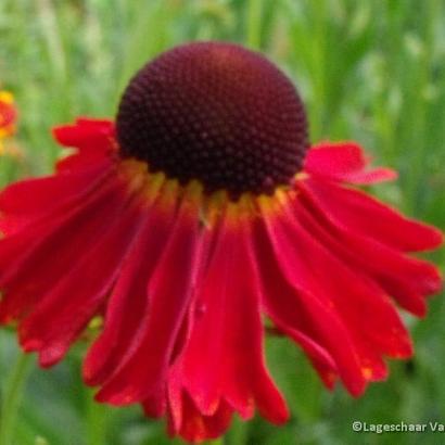 Helenium 'Moerheim Beauty'