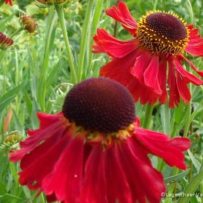 Helenium 'Moerheim Beauty'