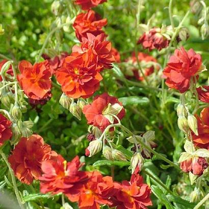 Helianthemum 'Amabile Plenum'