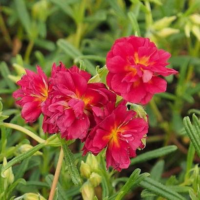 Helianthemum 'Cerise Queen'