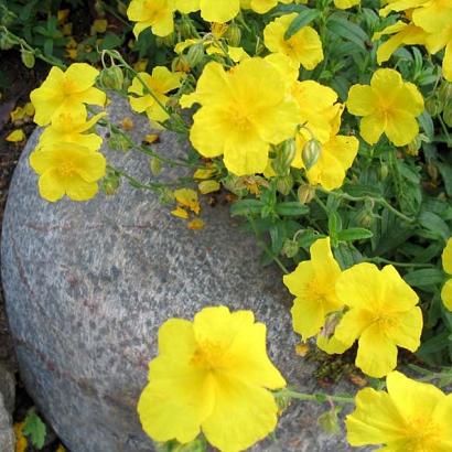 Helianthemum 'Golden Queen'