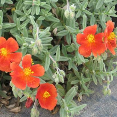 Helianthemum 'Henfield Brilliant'