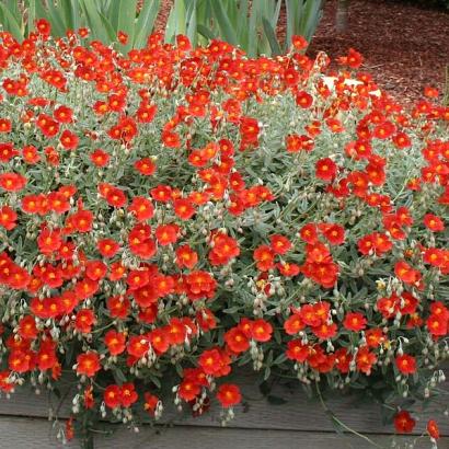 Helianthemum 'Henfield Brilliant'