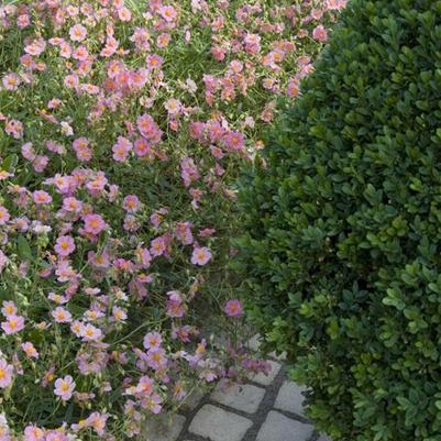 Helianthemum 'Lawrenson's Pink'