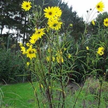 Helianthus salicifolius