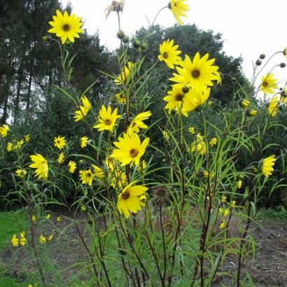 Helianthus salicifolius