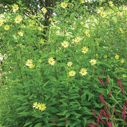 Helianthus 'Lemon Queen'