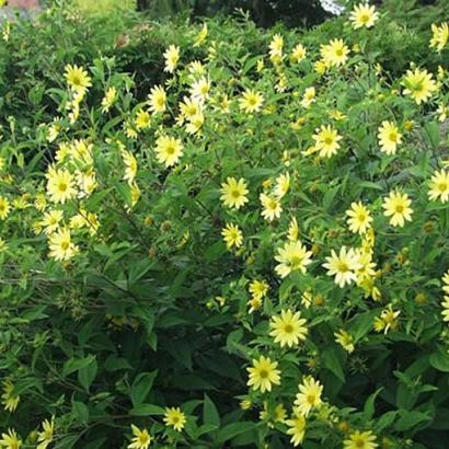 Helianthus 'Lemon Queen'