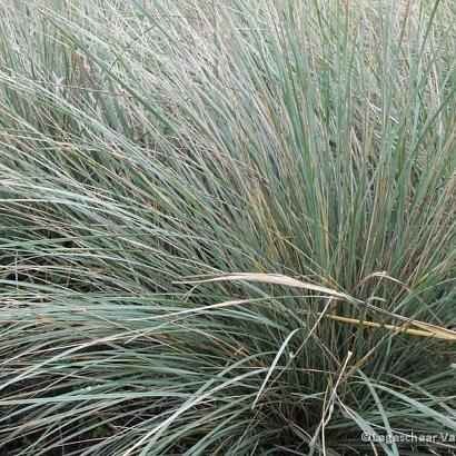 Helictotrichon sempervirens