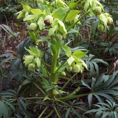 Helleborus foetidus