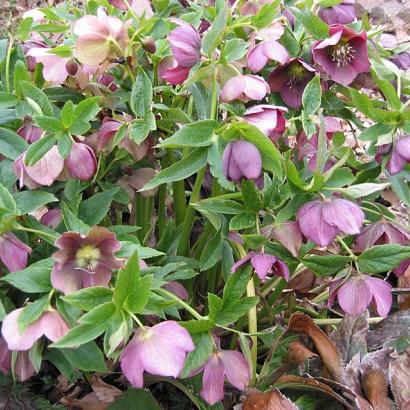 Helleborus orientalis