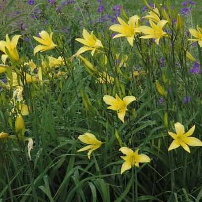 Hemerocallis citrina