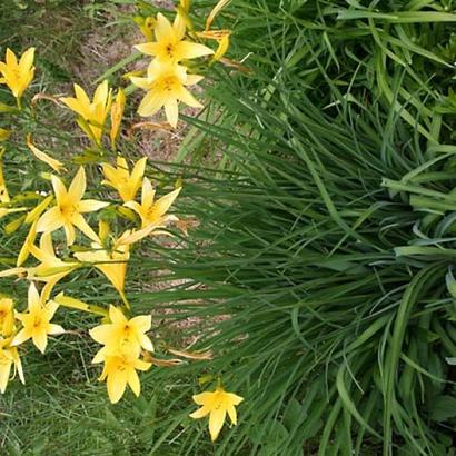 Hemerocallis lilioasphodelus