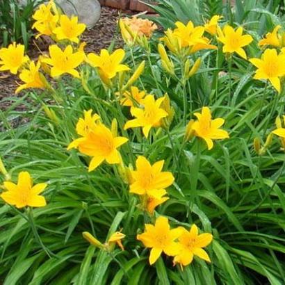 Hemerocallis middendorffii