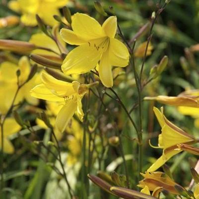 Hemerocallis 'Corky'