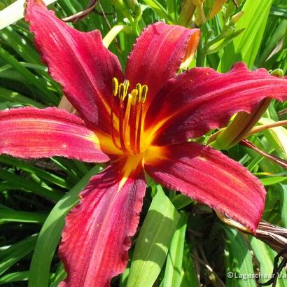 Hemerocallis 'Crimson Pirate'