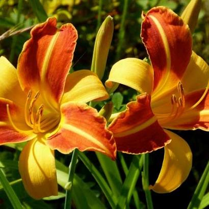 Hemerocallis 'Frans Hals'