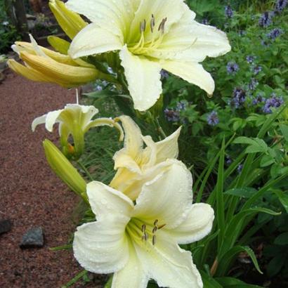 Hemerocallis 'Gentle Shepherd'