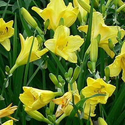 Hemerocallis 'Happy Returns'