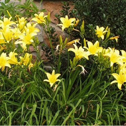 Hemerocallis 'Hyperion'