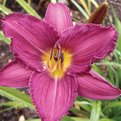 Hemerocallis 'Little Grapette'