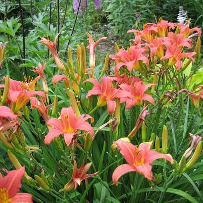 Hemerocallis 'Pink Damask'