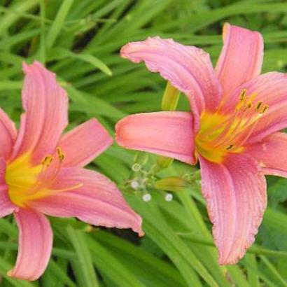 Hemerocallis 'Pink Damask'