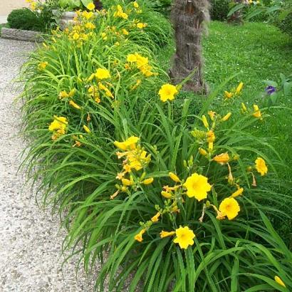 Hemerocallis 'Stella de Oro'