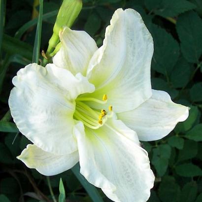 Hemerocallis 'White Temptation'