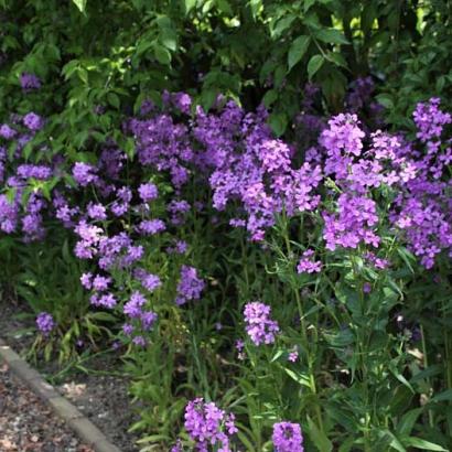 Hesperis matronalis