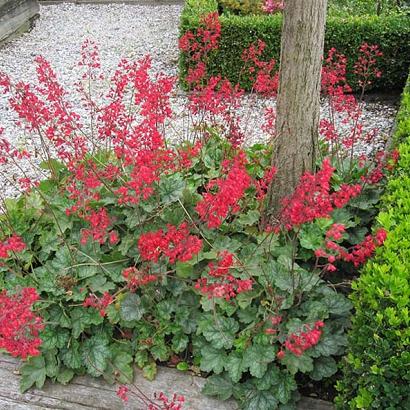 Heuchera sang. 'Leuchtkäfer'