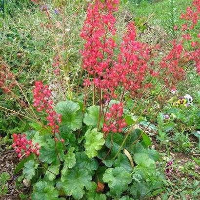 Heuchera 'Pluie de Feu'