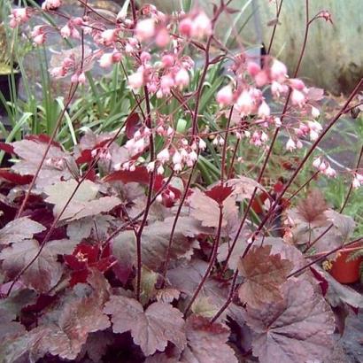 Heuchera 'Rachel'