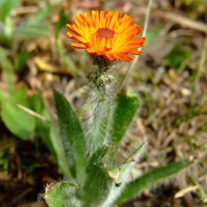 Hieracium aurantiacum