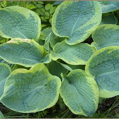 Hosta sieb. 'Frances Williams'