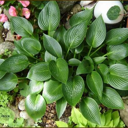 Hosta 'Devon Green'