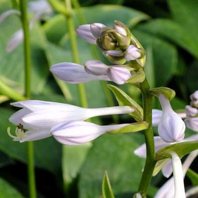 Hosta 'Devon Green'