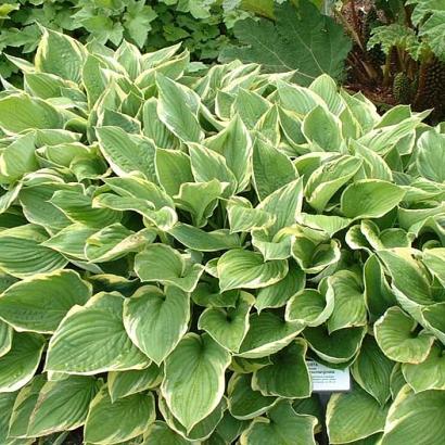 Hosta 'Fortunei Aureomarginata'