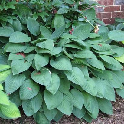 Hosta 'Fortunei Hyacinthina'