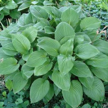 Hosta 'Fortunei Obscura'