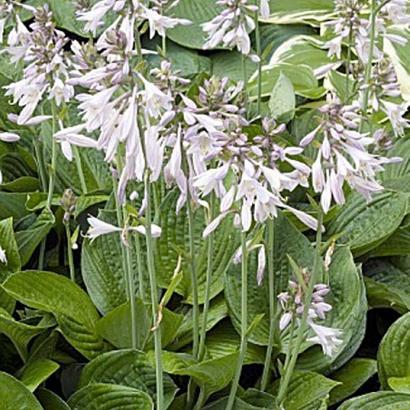 Hosta 'Fortunei Obscura'