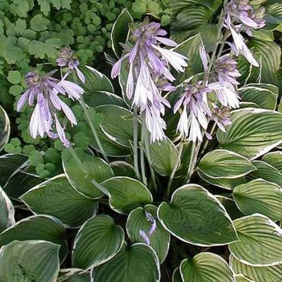 Hosta 'Francee'