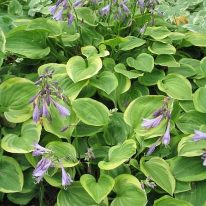 Hosta 'Golden Tiara'