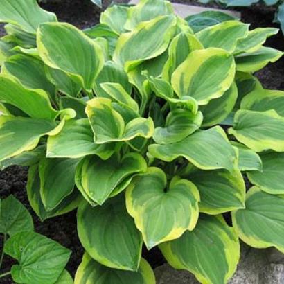 Hosta 'Golden Tiara'