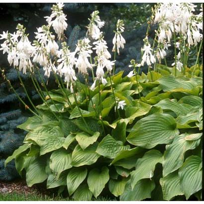 Hosta 'Royal Standard'