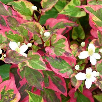 Houttuynia cordata 'Chameleon'