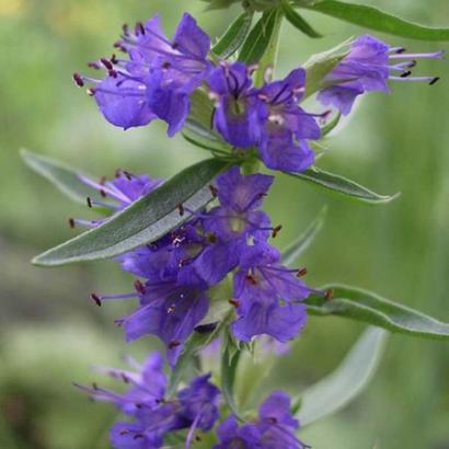 Hyssopus officinalis